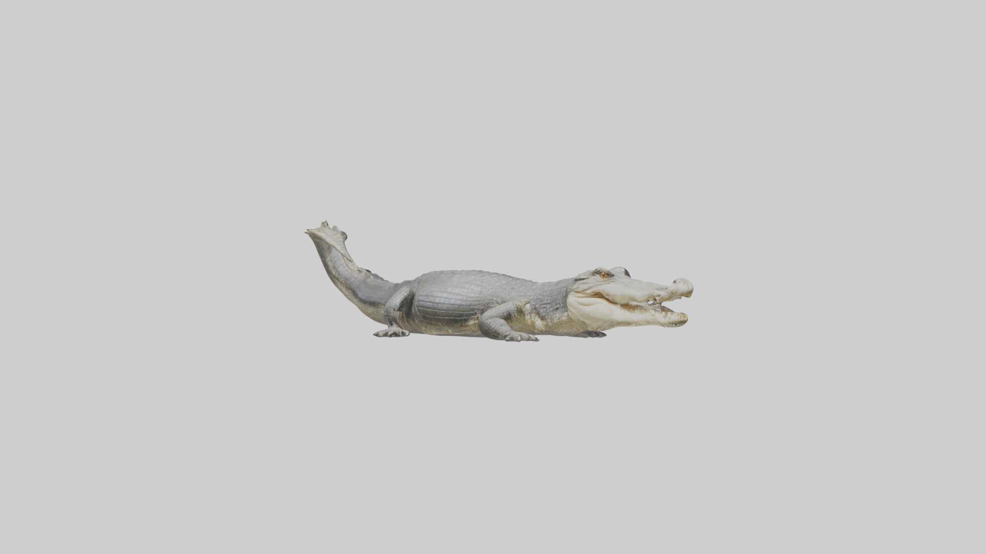 Orinoco crocodile Low-poly 3D model_5