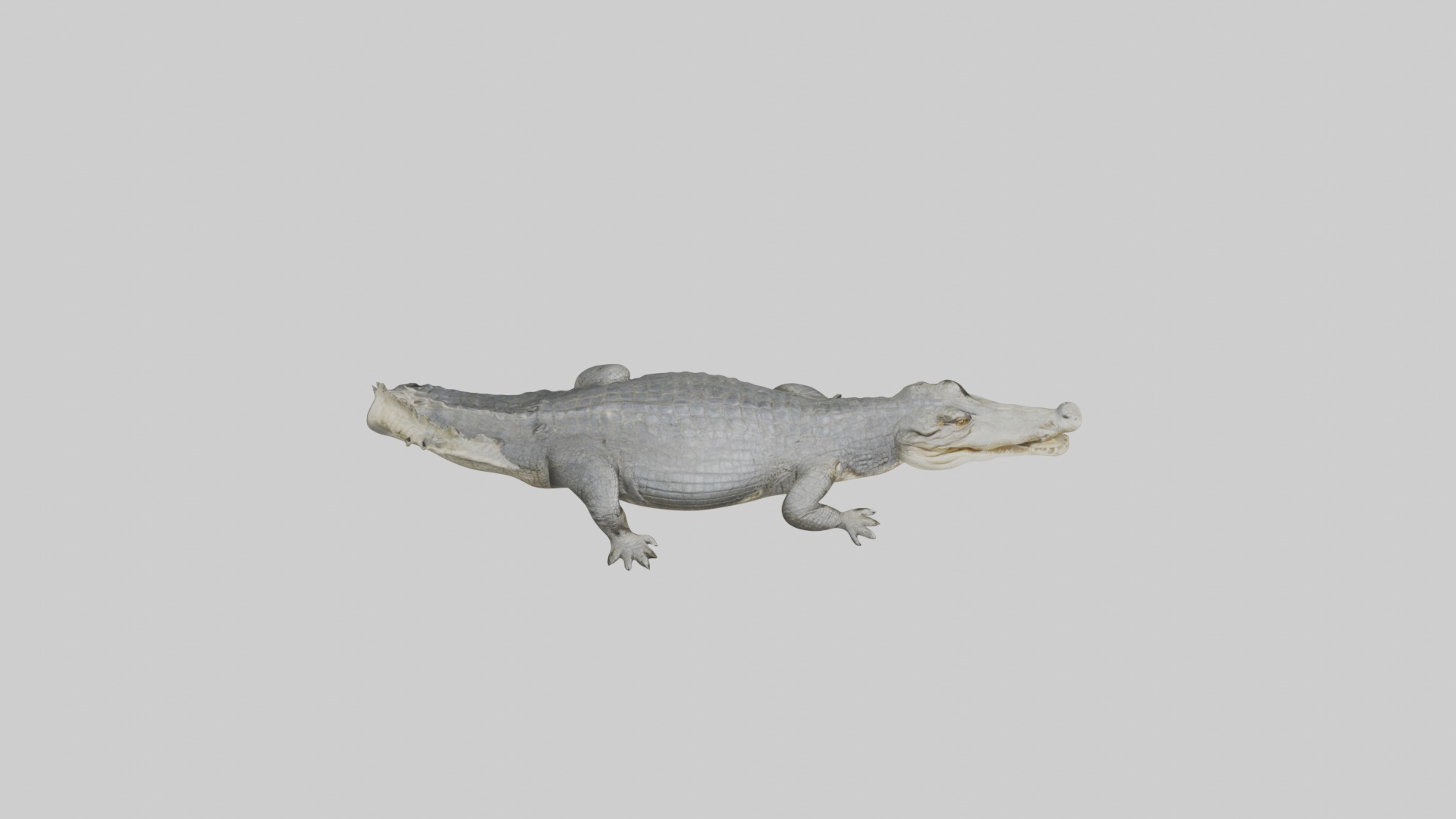 Orinoco crocodile Low-poly 3D model_12