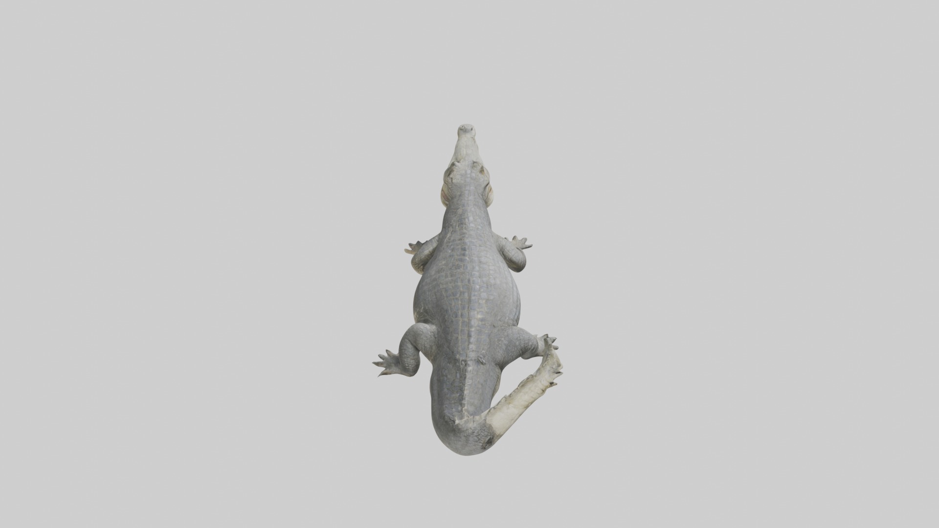 Orinoco crocodile Low-poly 3D model_9