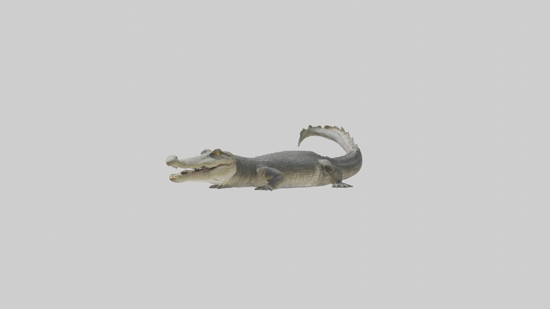 Orinoco crocodile Low-poly 3D model_4