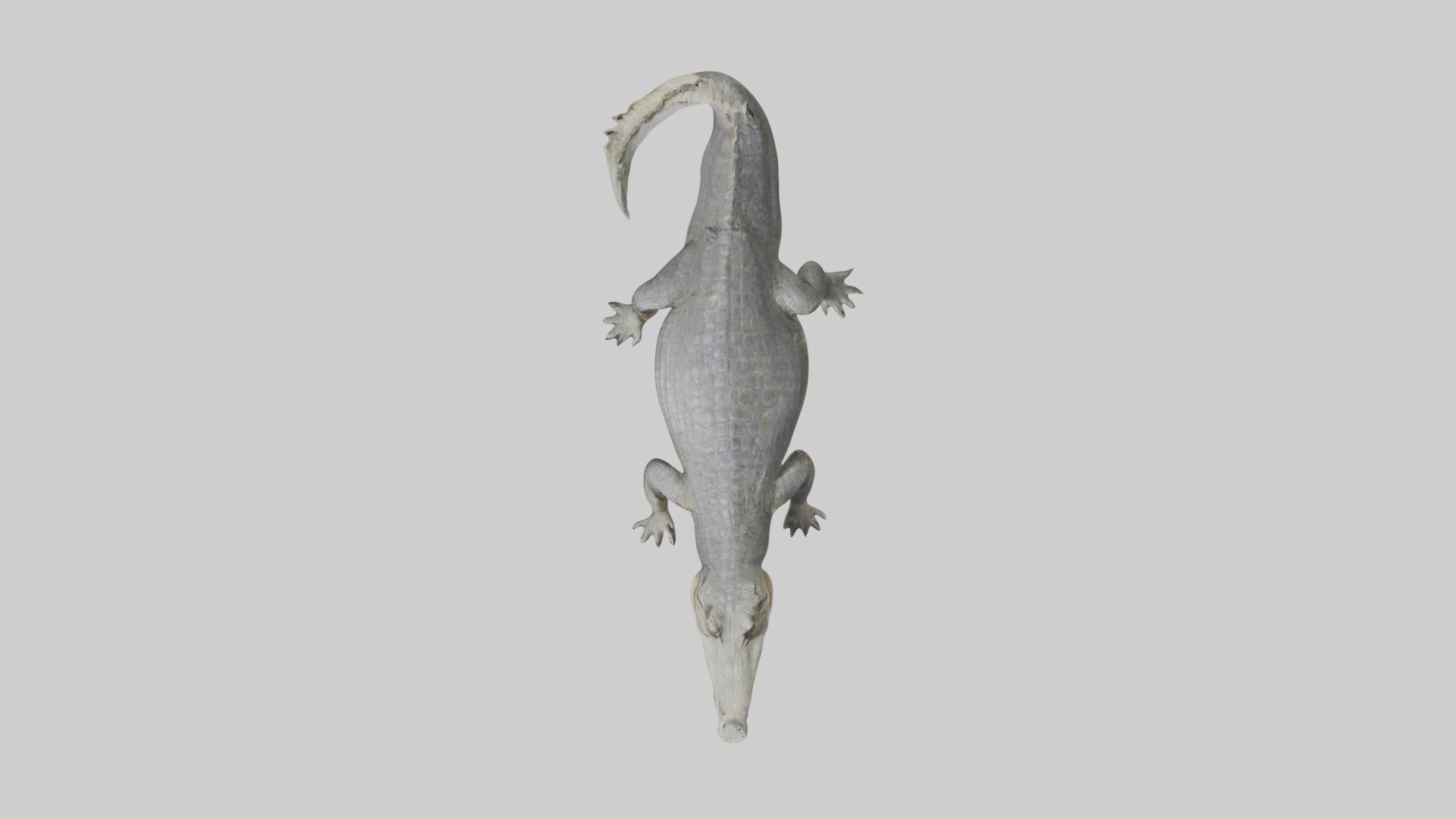 Orinoco crocodile Low-poly 3D model_8