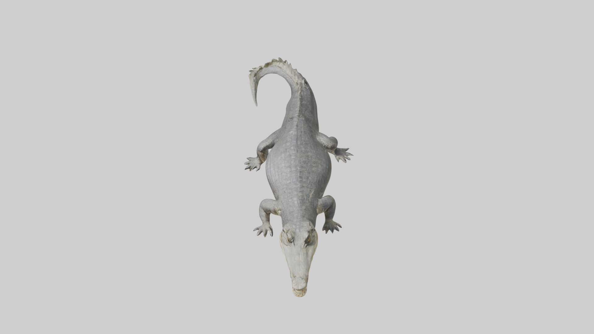 Orinoco crocodile Low-poly 3D model_10