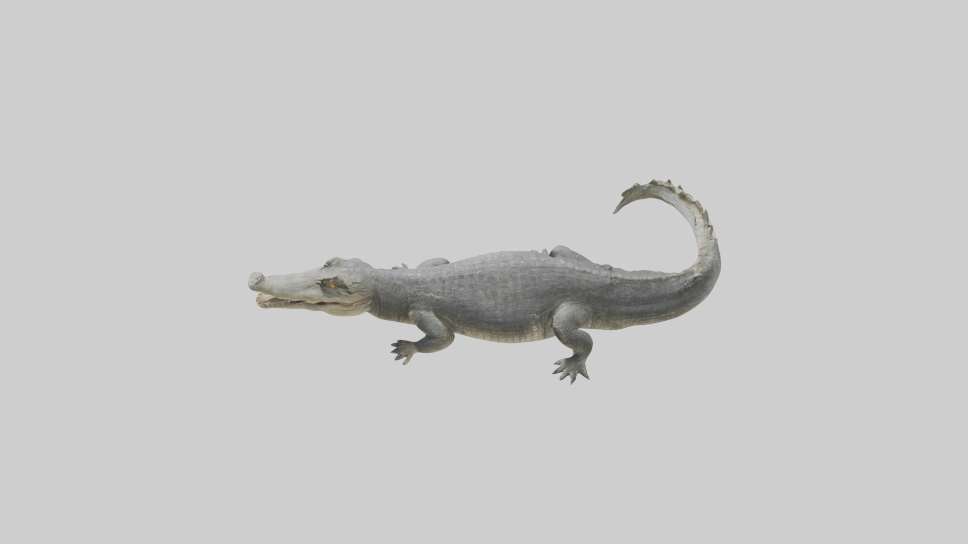 Orinoco crocodile Low-poly 3D model_11