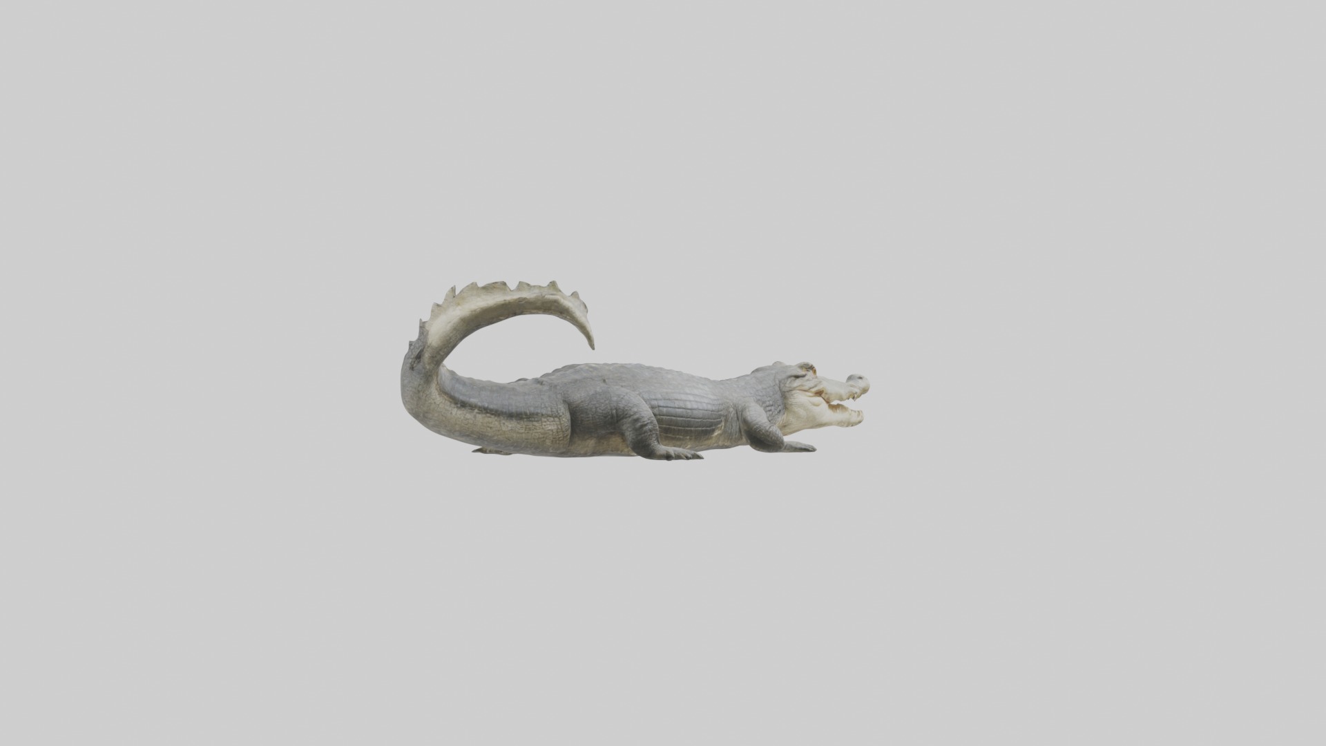 Orinoco crocodile Low-poly 3D model_2