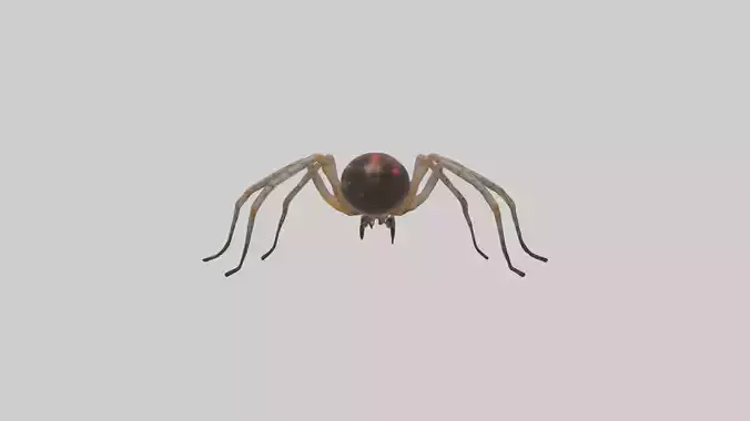 Orb-Weaver Spider