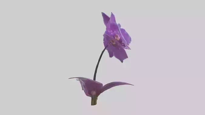 Nebula Glow Orchid Low-poly 3D model