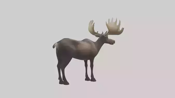 Moose deer