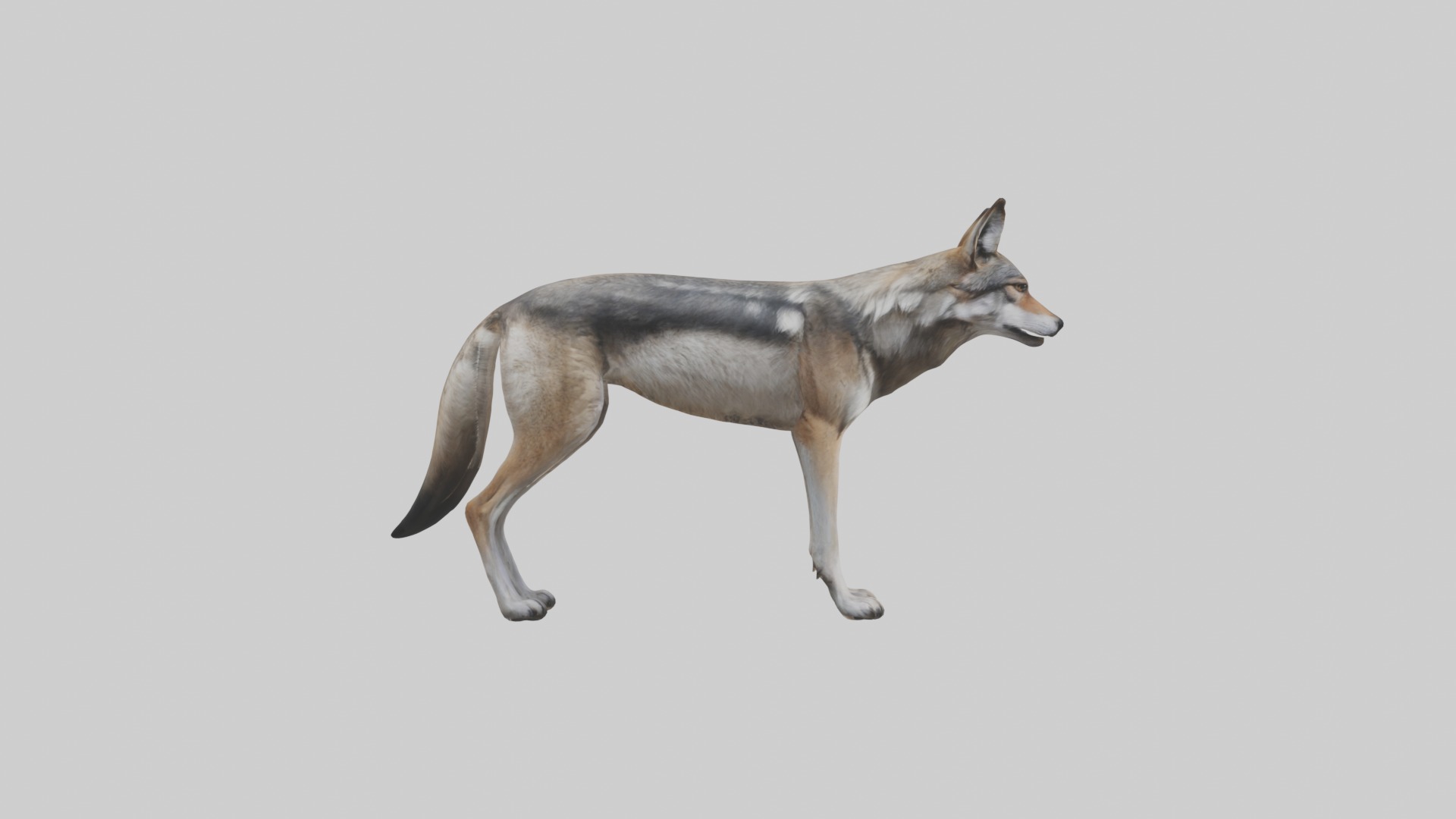 Mexican Wolf Low-poly 3D model_7