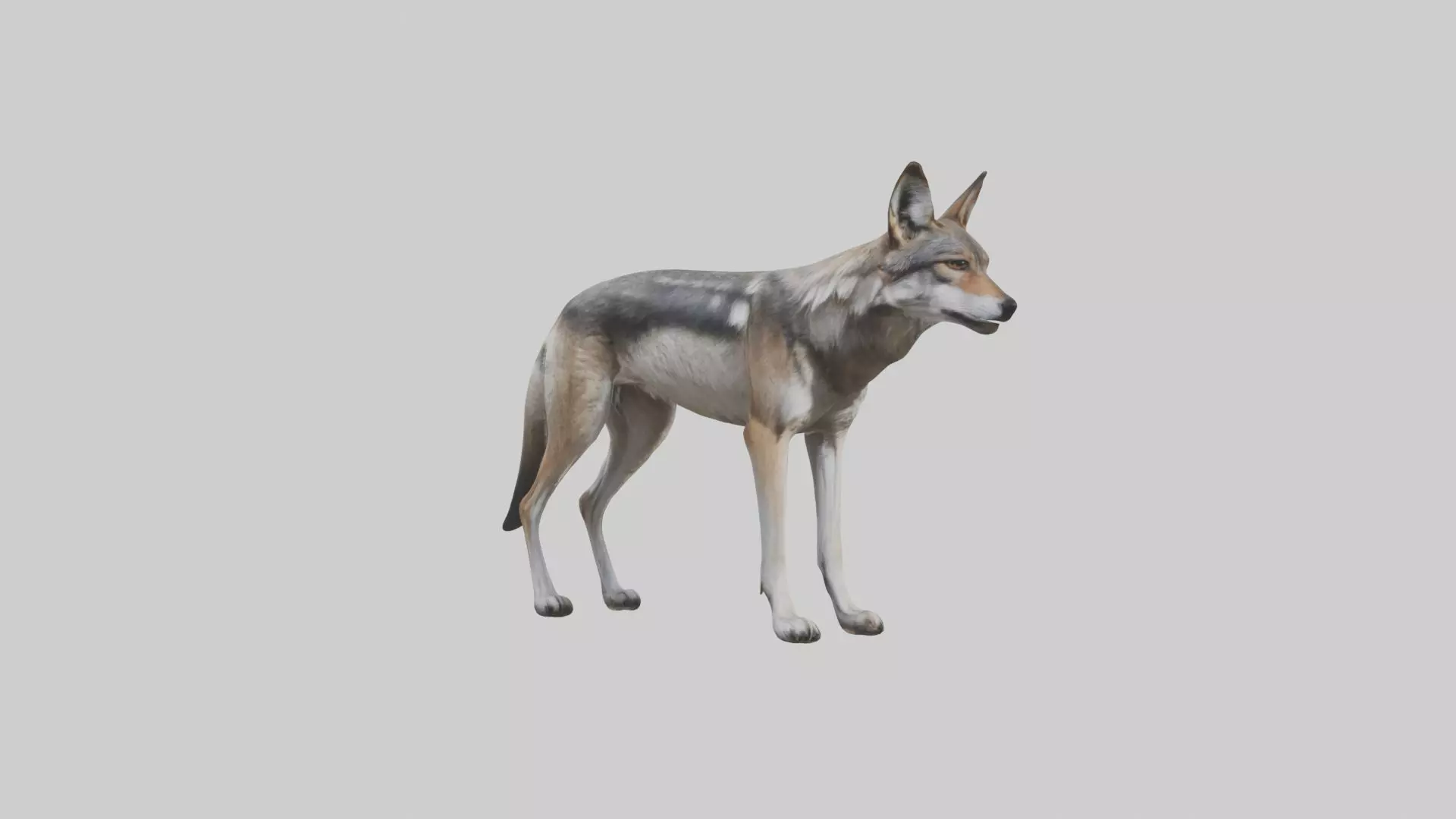 Mexican Wolf Low-poly 3D model_0