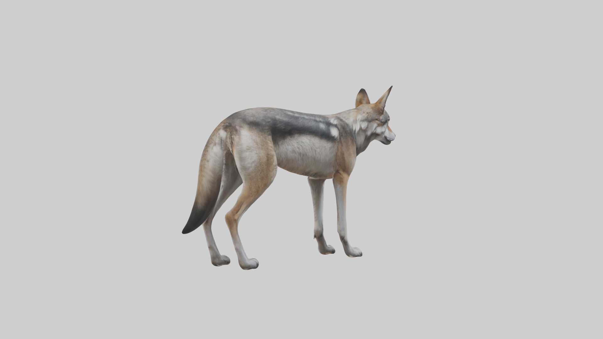 Mexican Wolf Low-poly 3D model_3