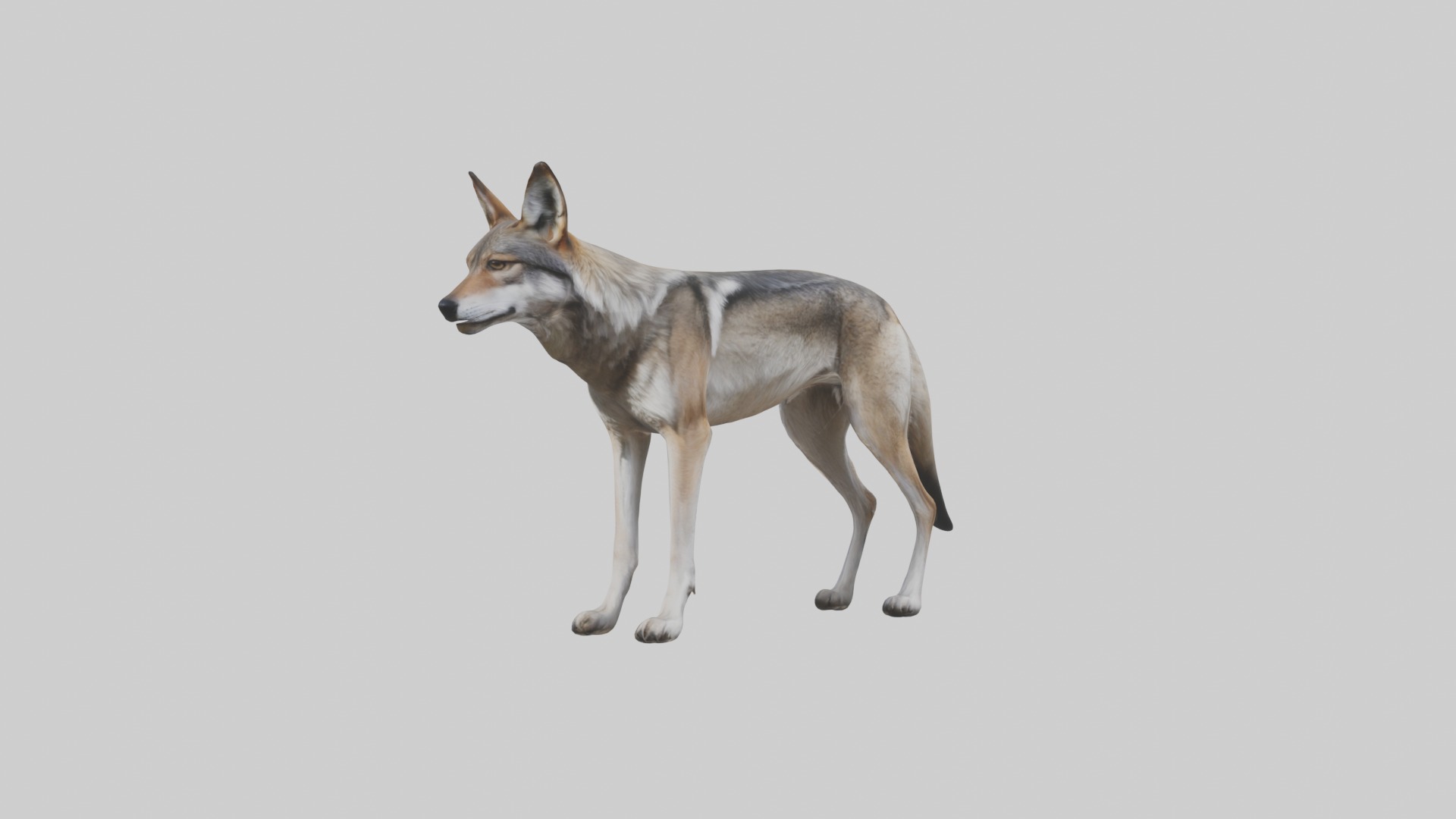 Mexican Wolf Low-poly 3D model_5
