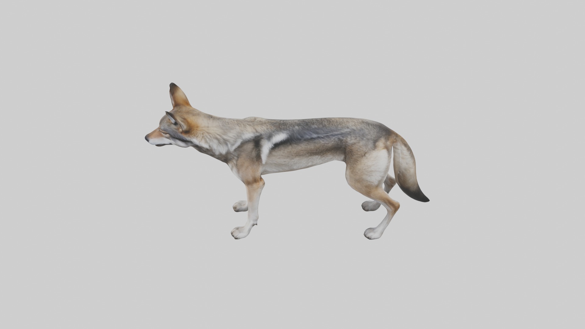 Mexican Wolf Low-poly 3D model_11