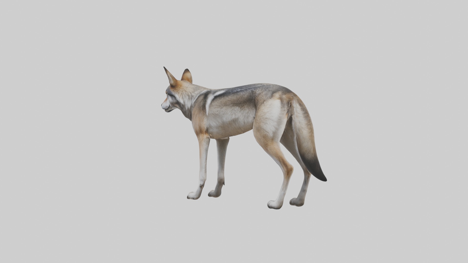 Mexican Wolf Low-poly 3D model_1