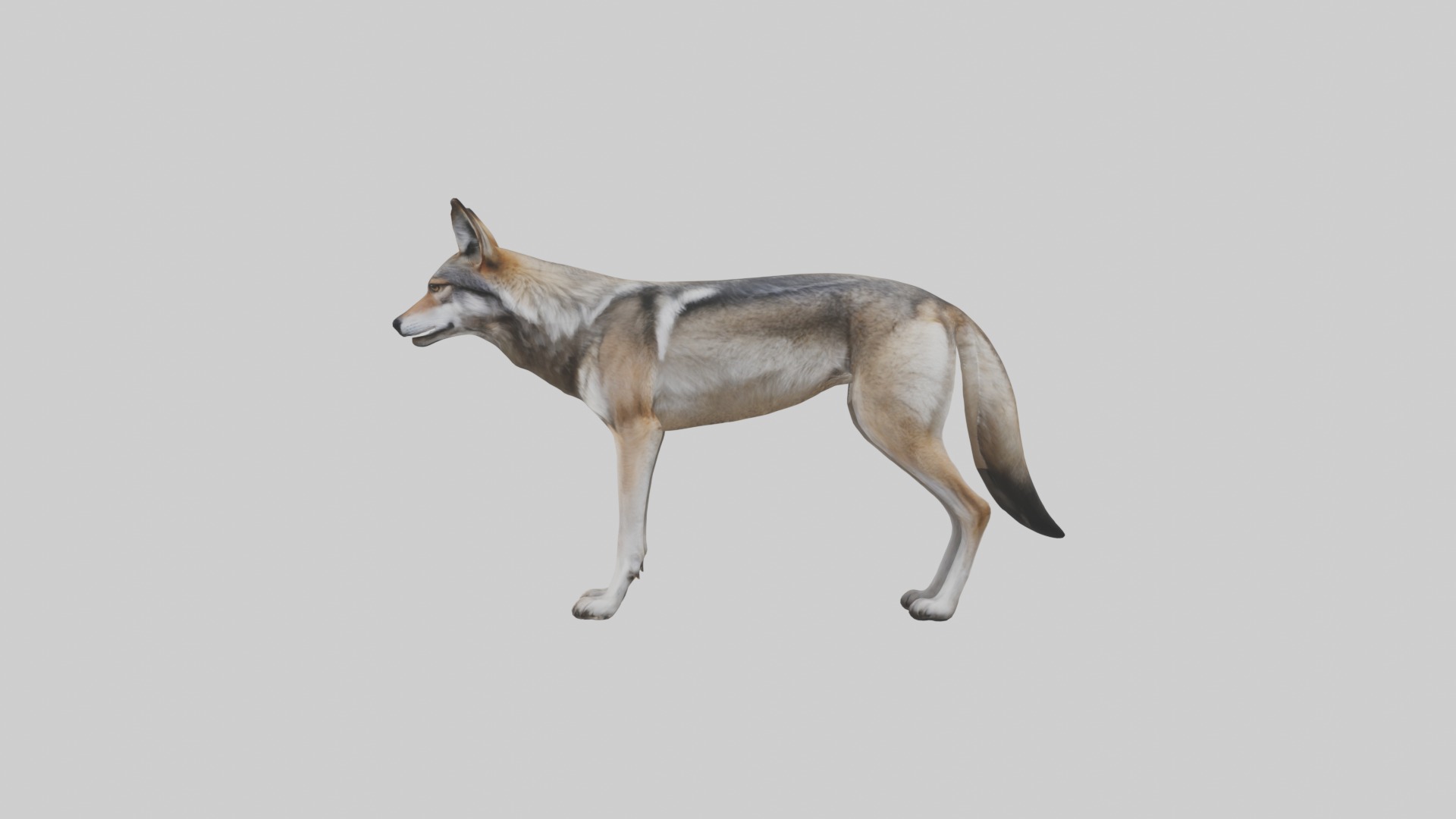 Mexican Wolf Low-poly 3D model_6