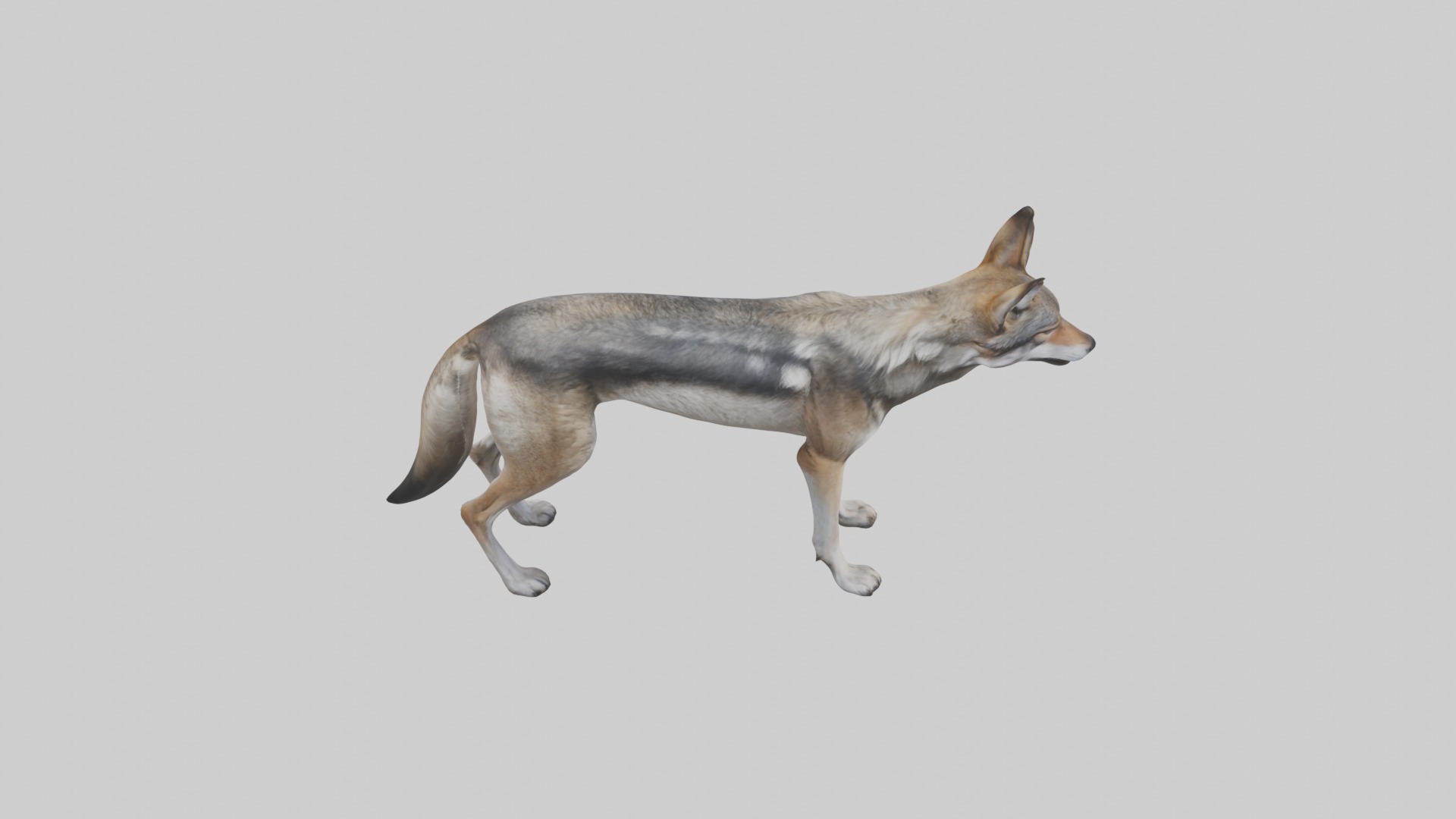 Mexican Wolf Low-poly 3D model_12