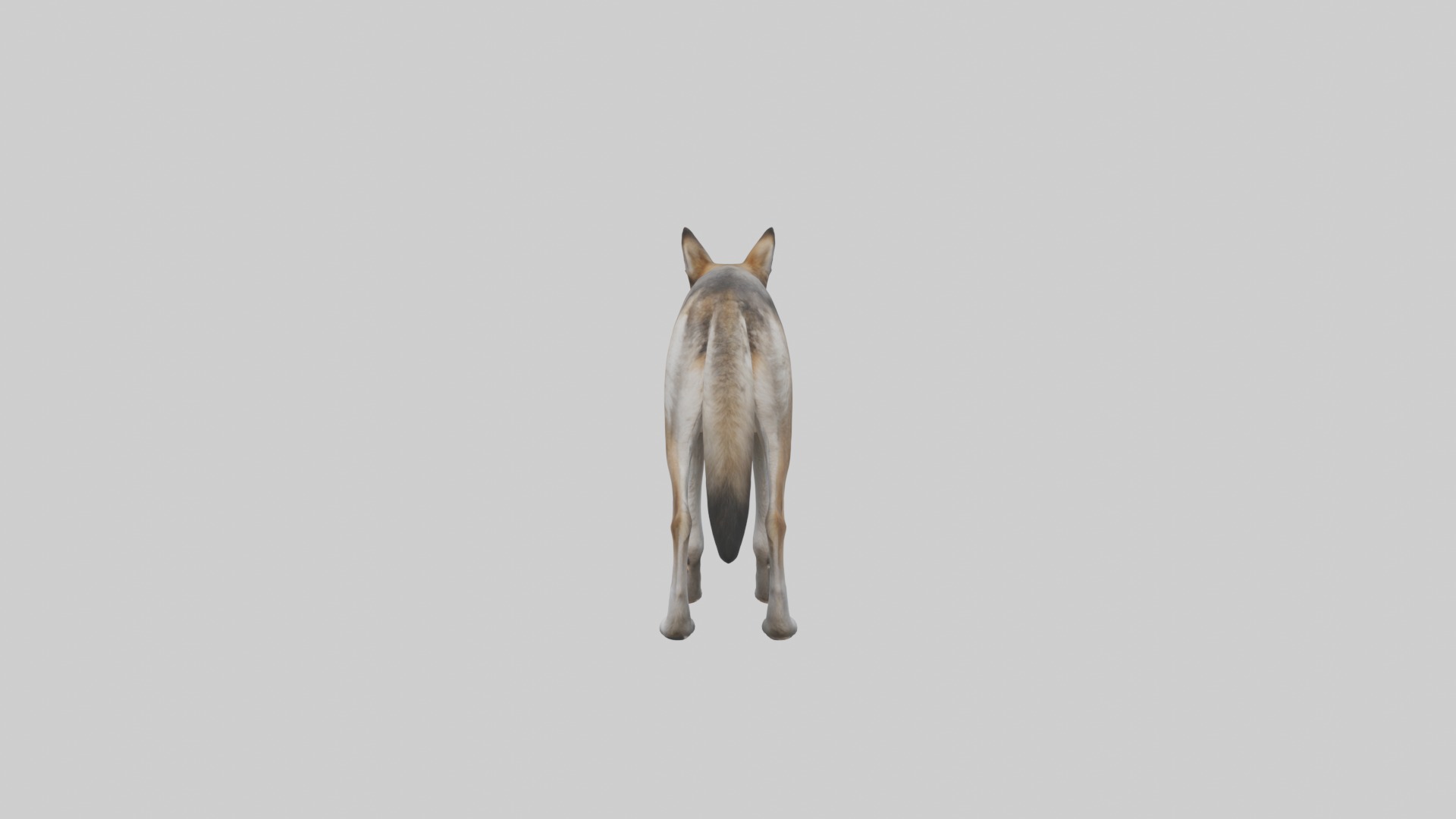 Mexican Wolf Low-poly 3D model_2