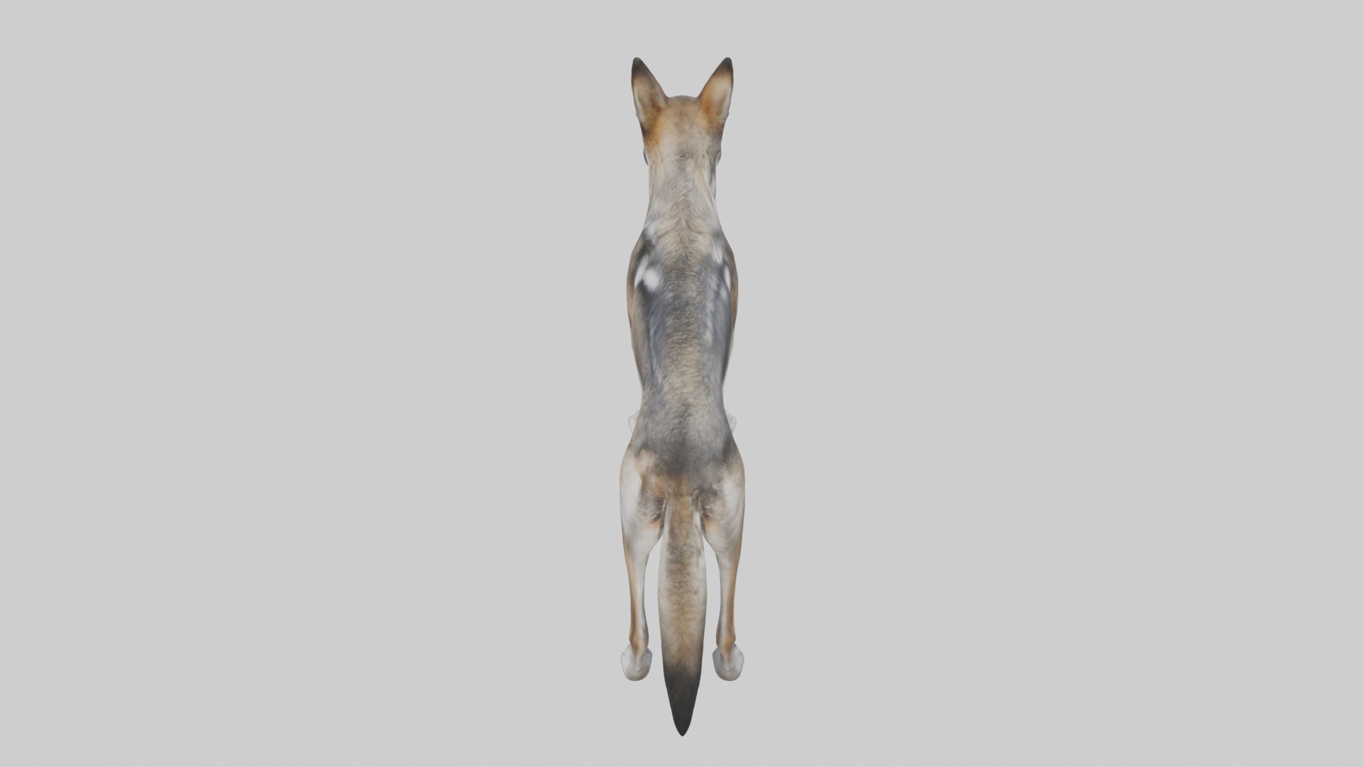 Mexican Wolf Low-poly 3D model_9