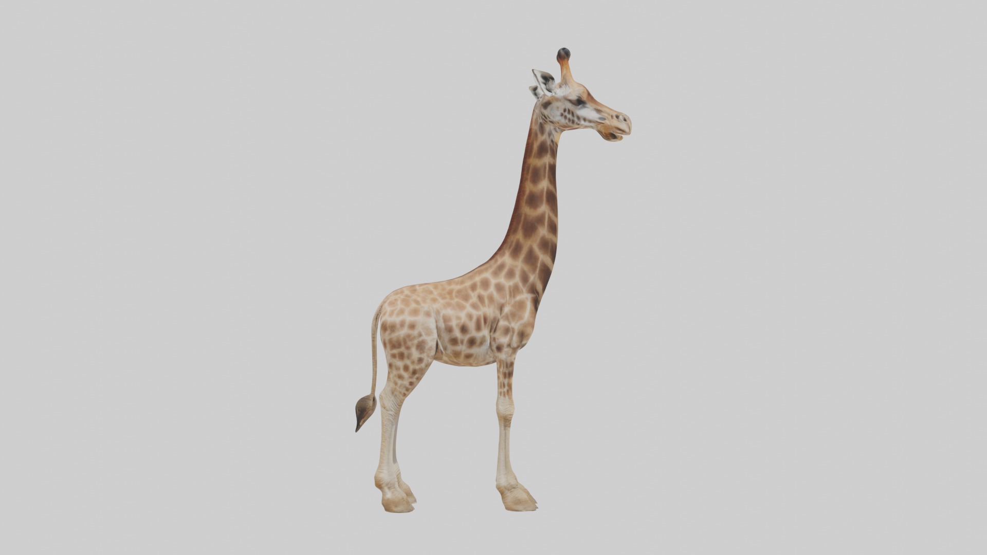 Masai giraffe Low-poly 3D model_7