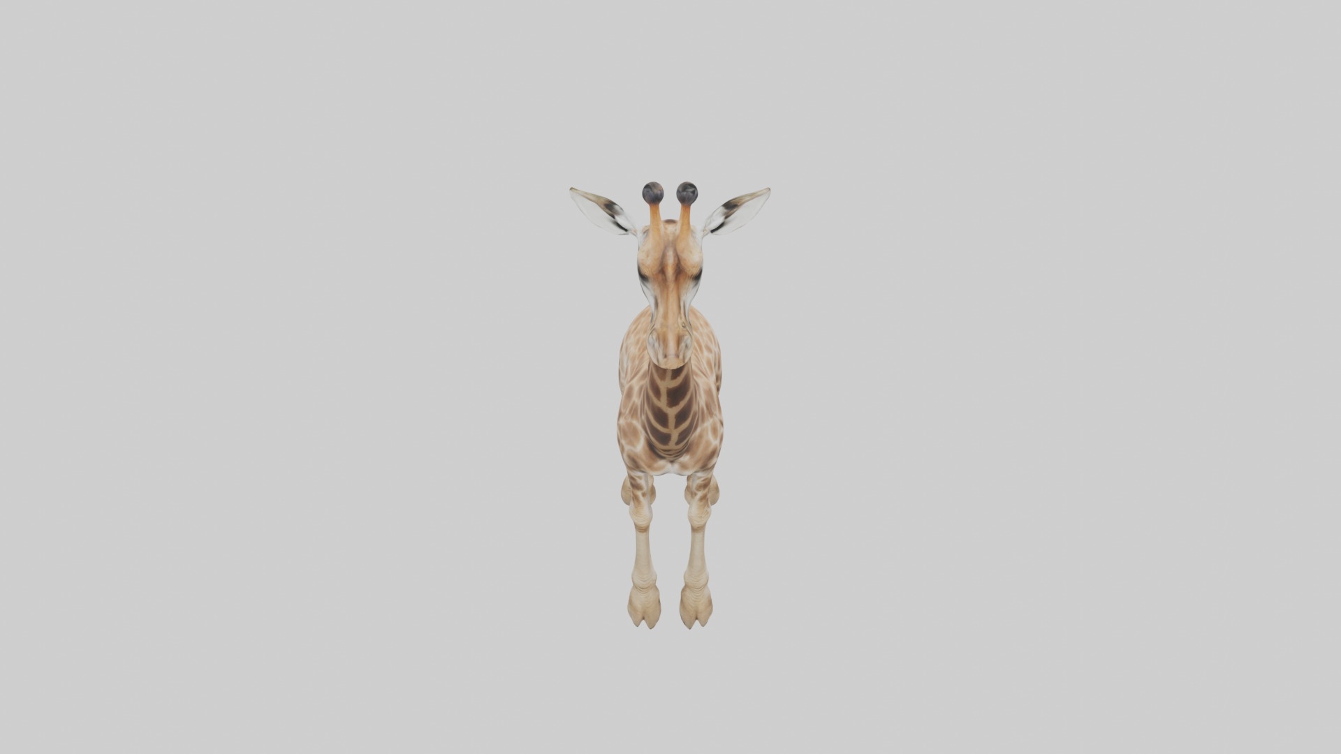 Masai giraffe Low-poly 3D model_10