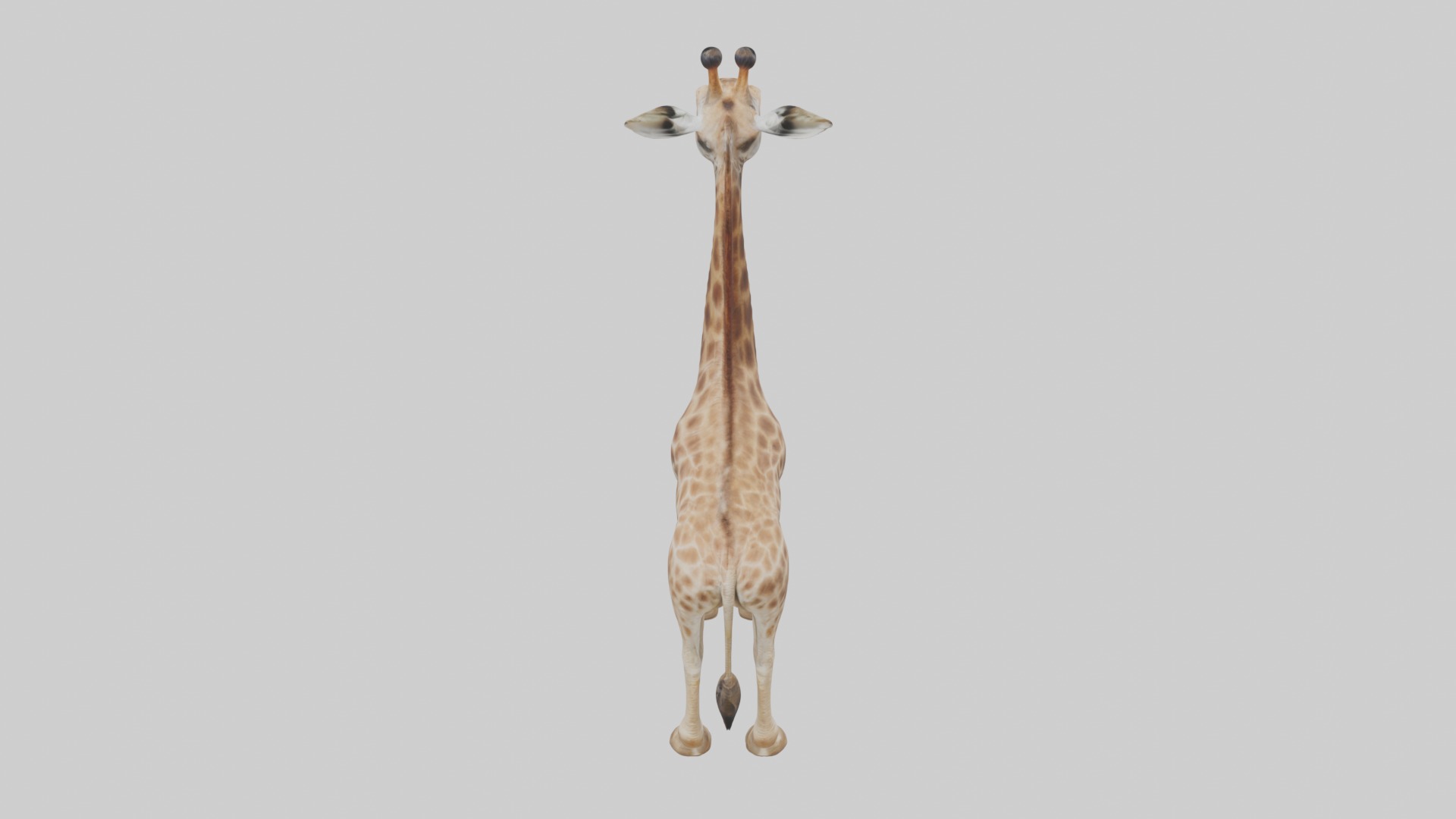 Masai giraffe Low-poly 3D model_9