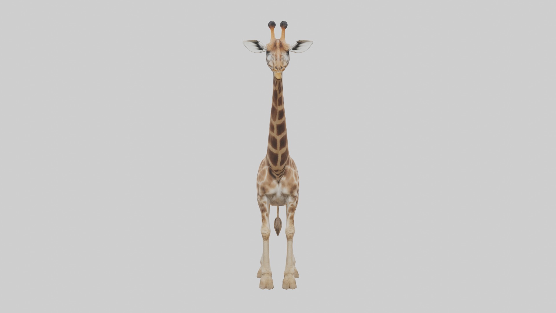Masai giraffe Low-poly 3D model_4