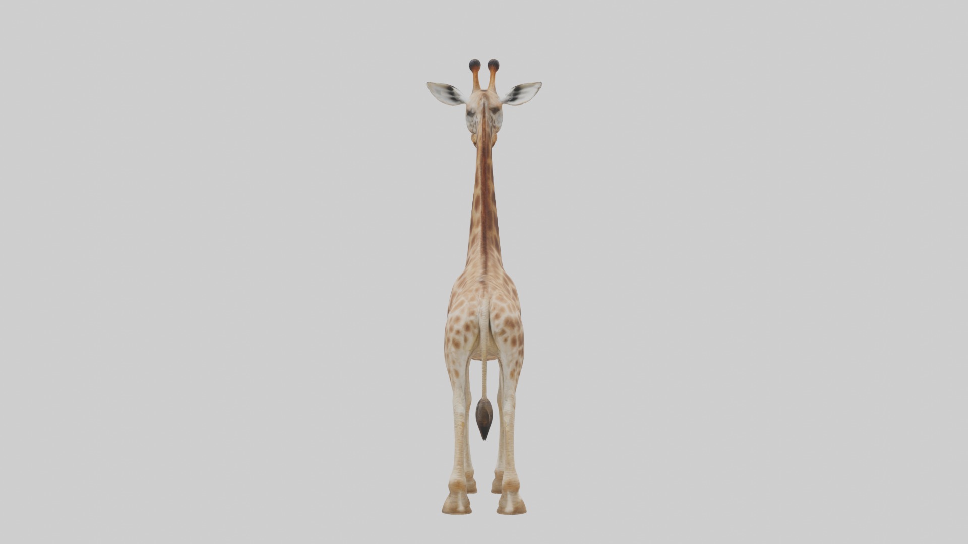 Masai giraffe Low-poly 3D model_2
