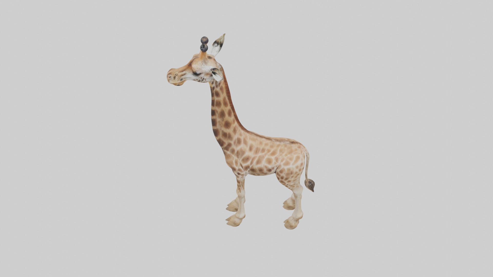 Masai giraffe Low-poly 3D model_11