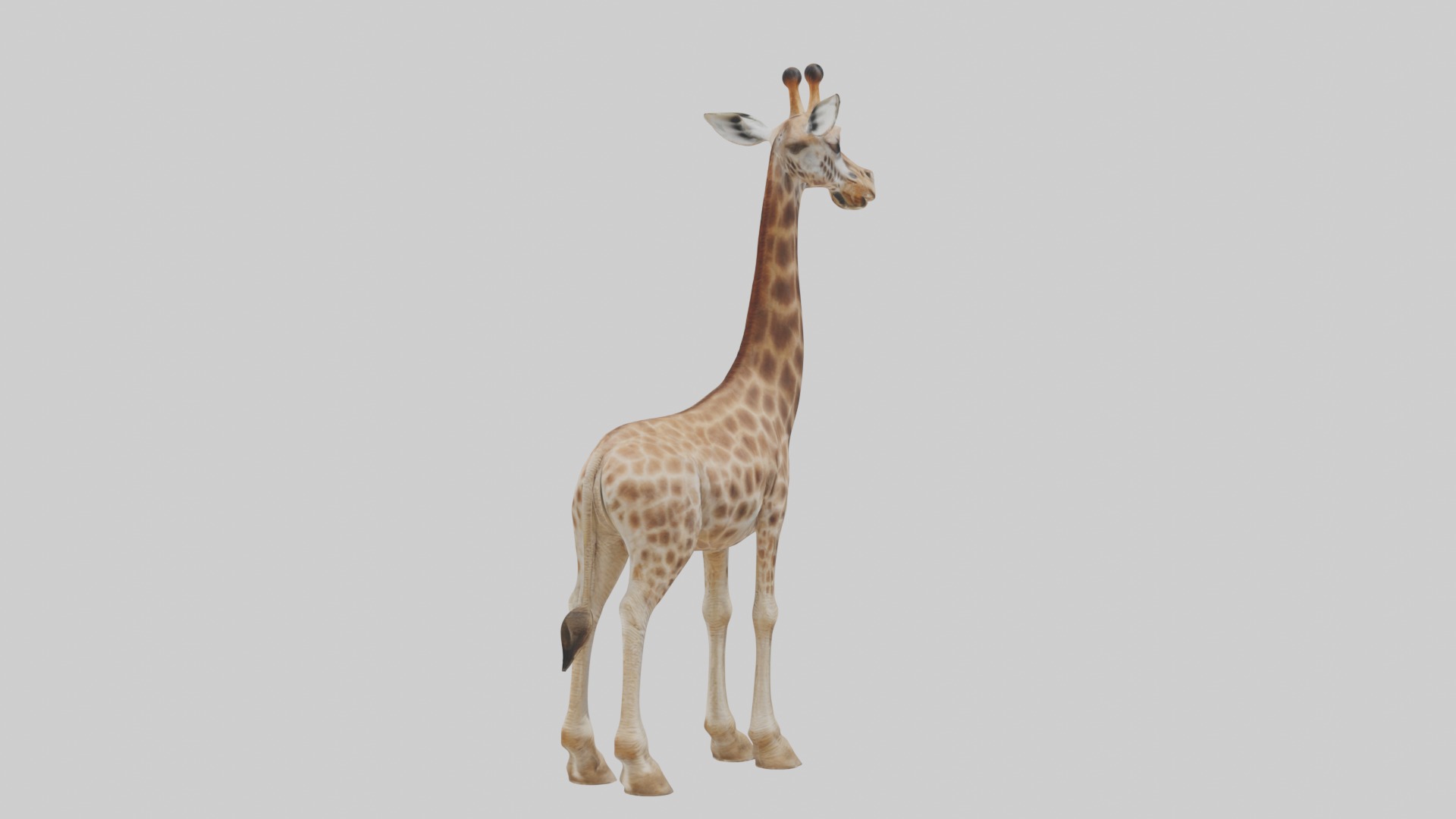 Masai giraffe Low-poly 3D model_3