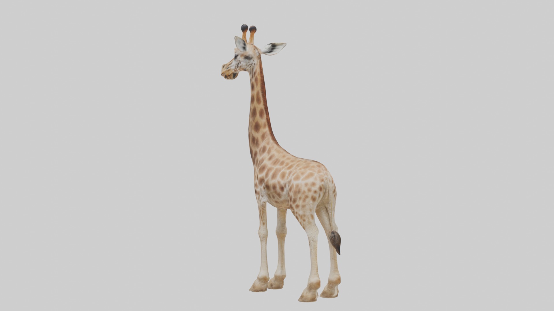 Masai giraffe Low-poly 3D model_1