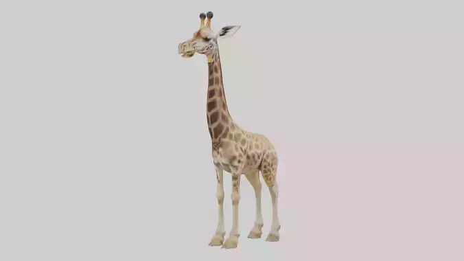 Masai giraffe