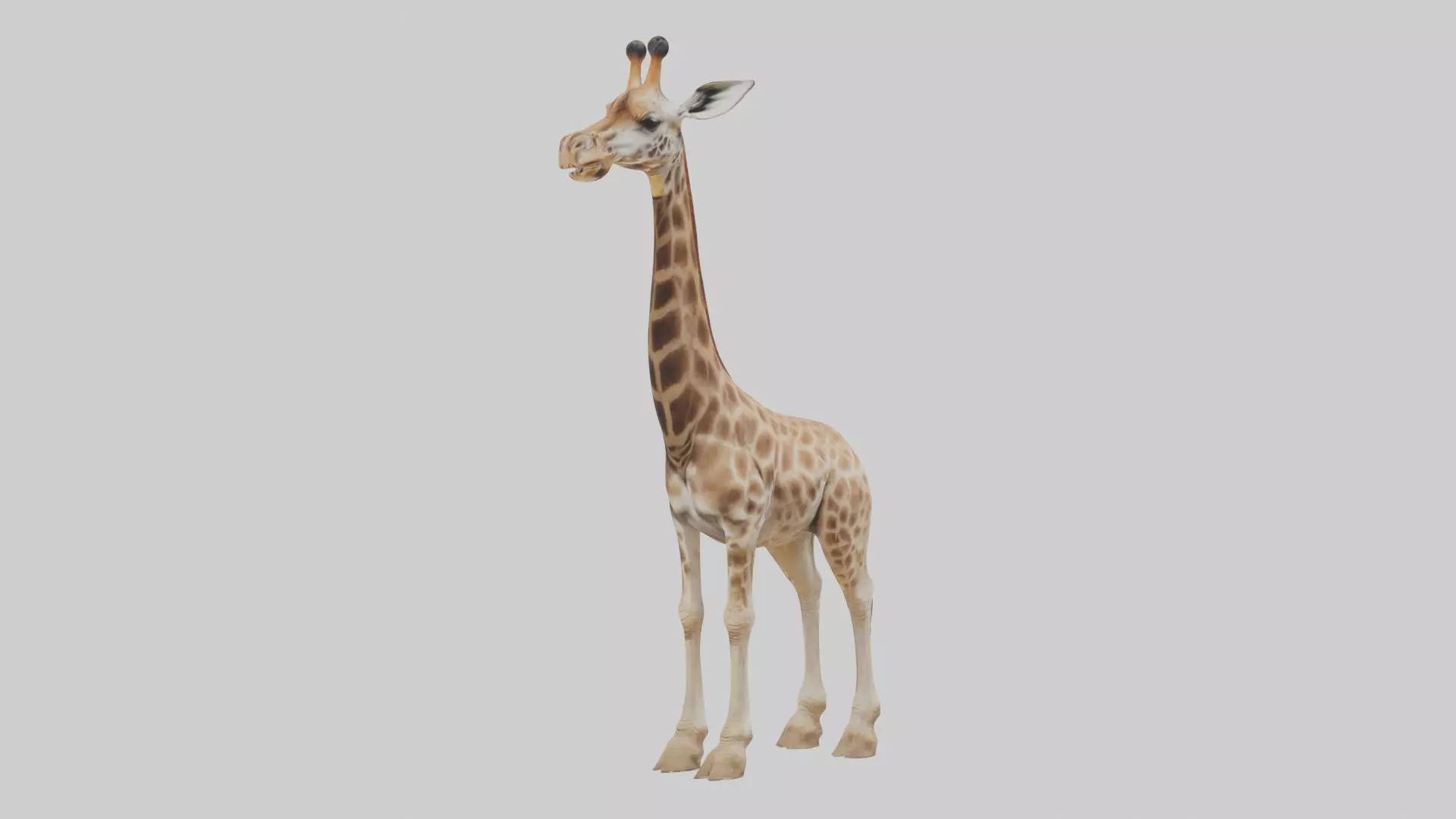 Masai giraffe Low-poly 3D model_0