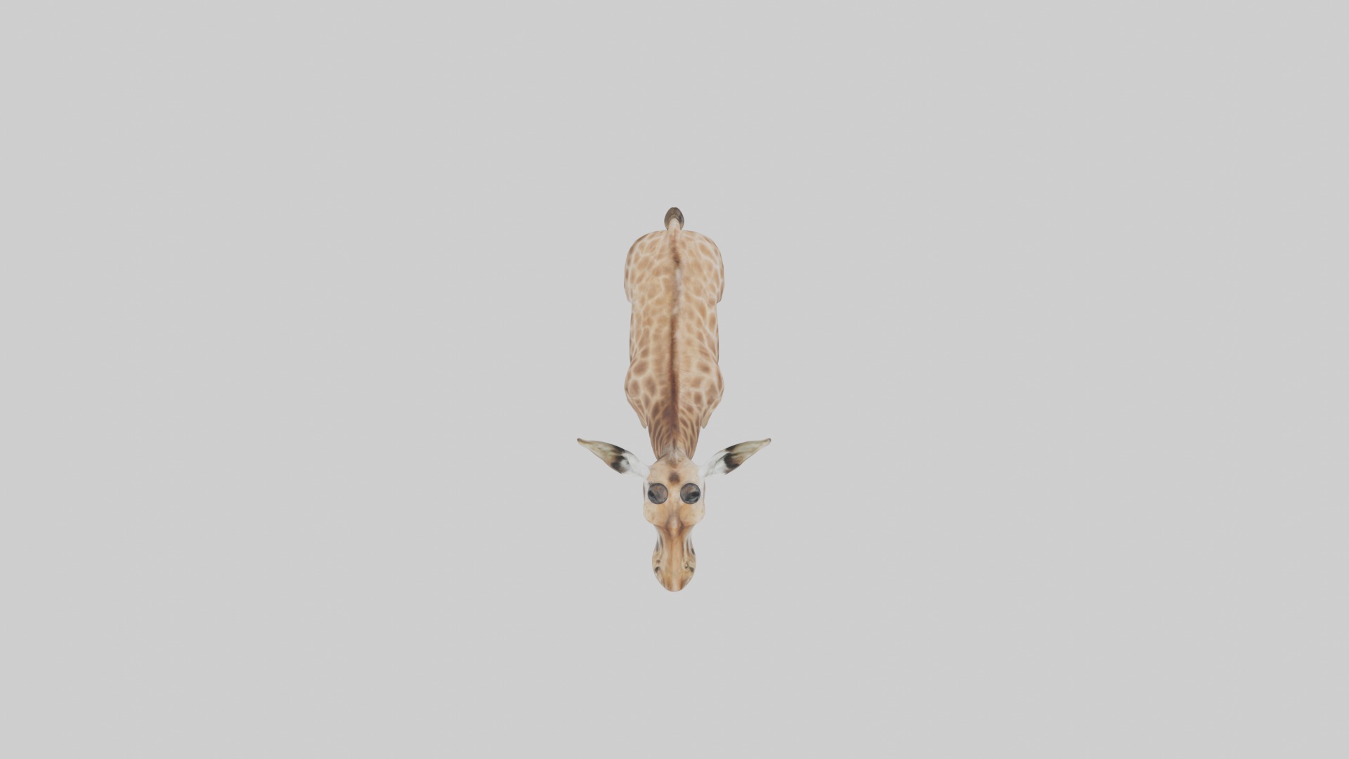 Masai giraffe Low-poly 3D model_8