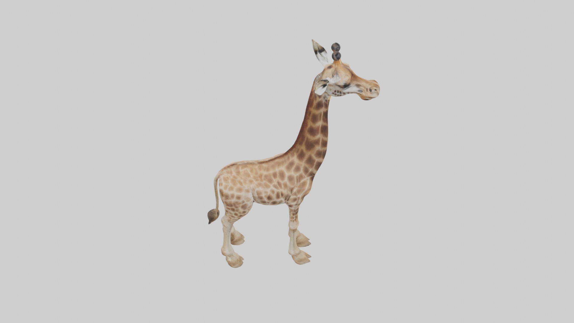 Masai giraffe Low-poly 3D model_12
