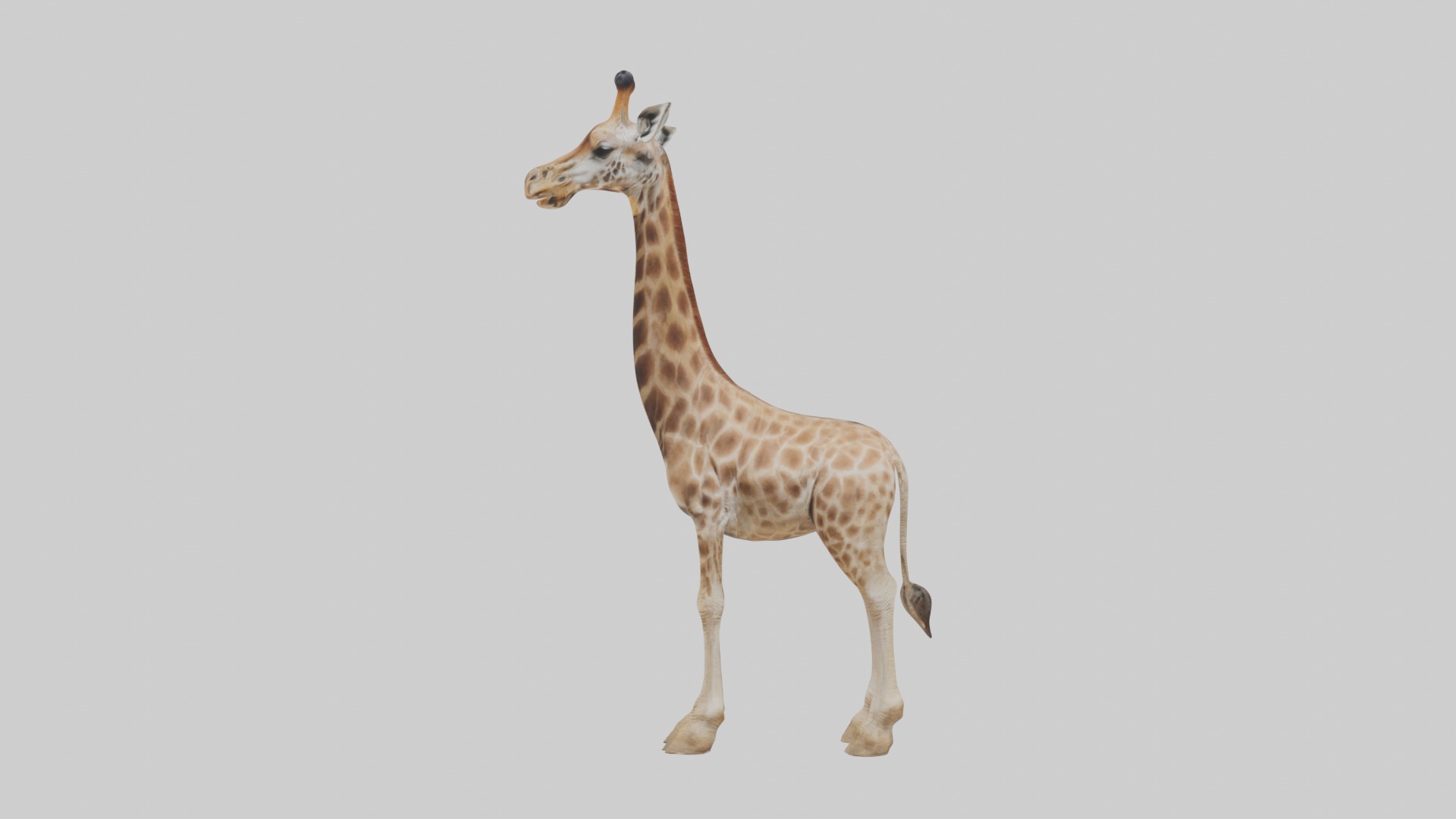 Masai giraffe Low-poly 3D model_6