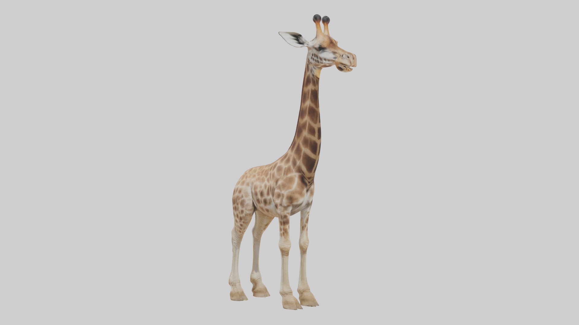 Masai giraffe Low-poly 3D model_5
