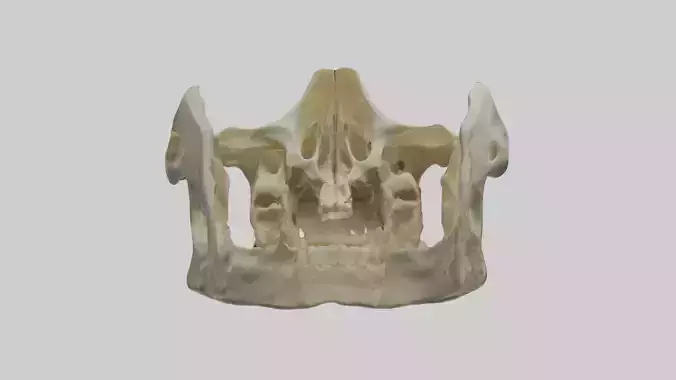 Mandible Jawbone