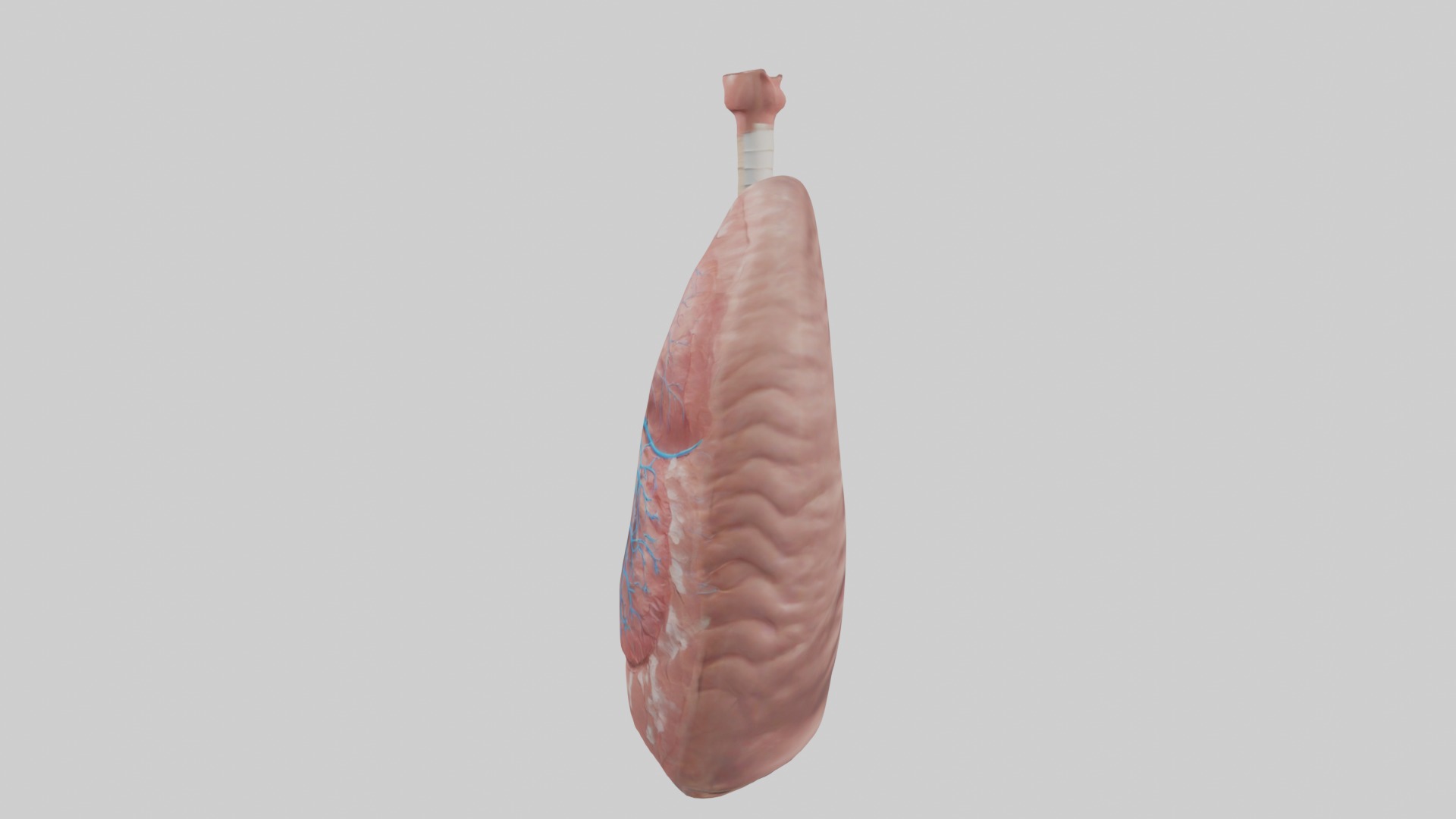 lung organ model Low-poly 3D model_6