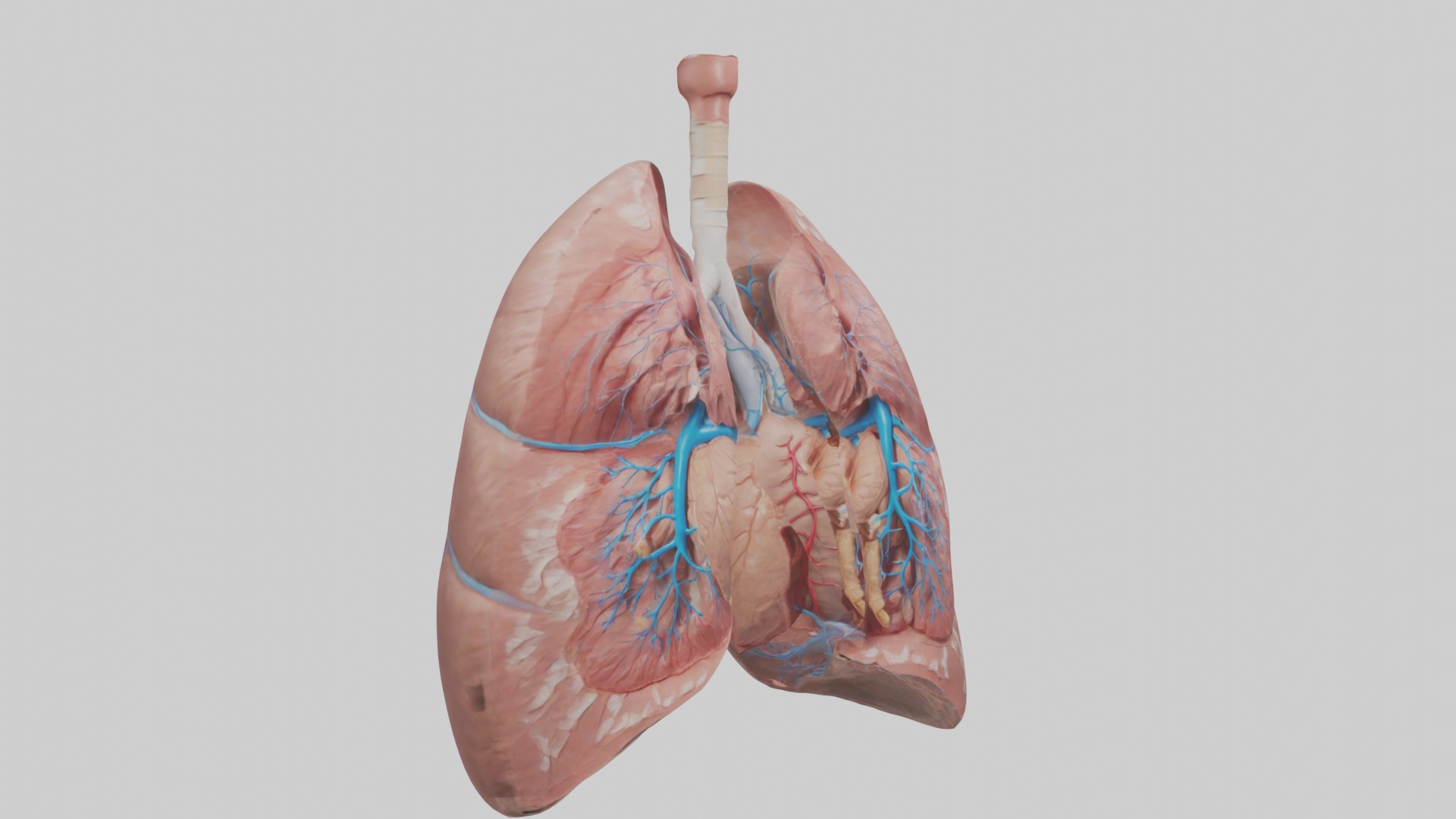 lung organ model Low-poly 3D model_5
