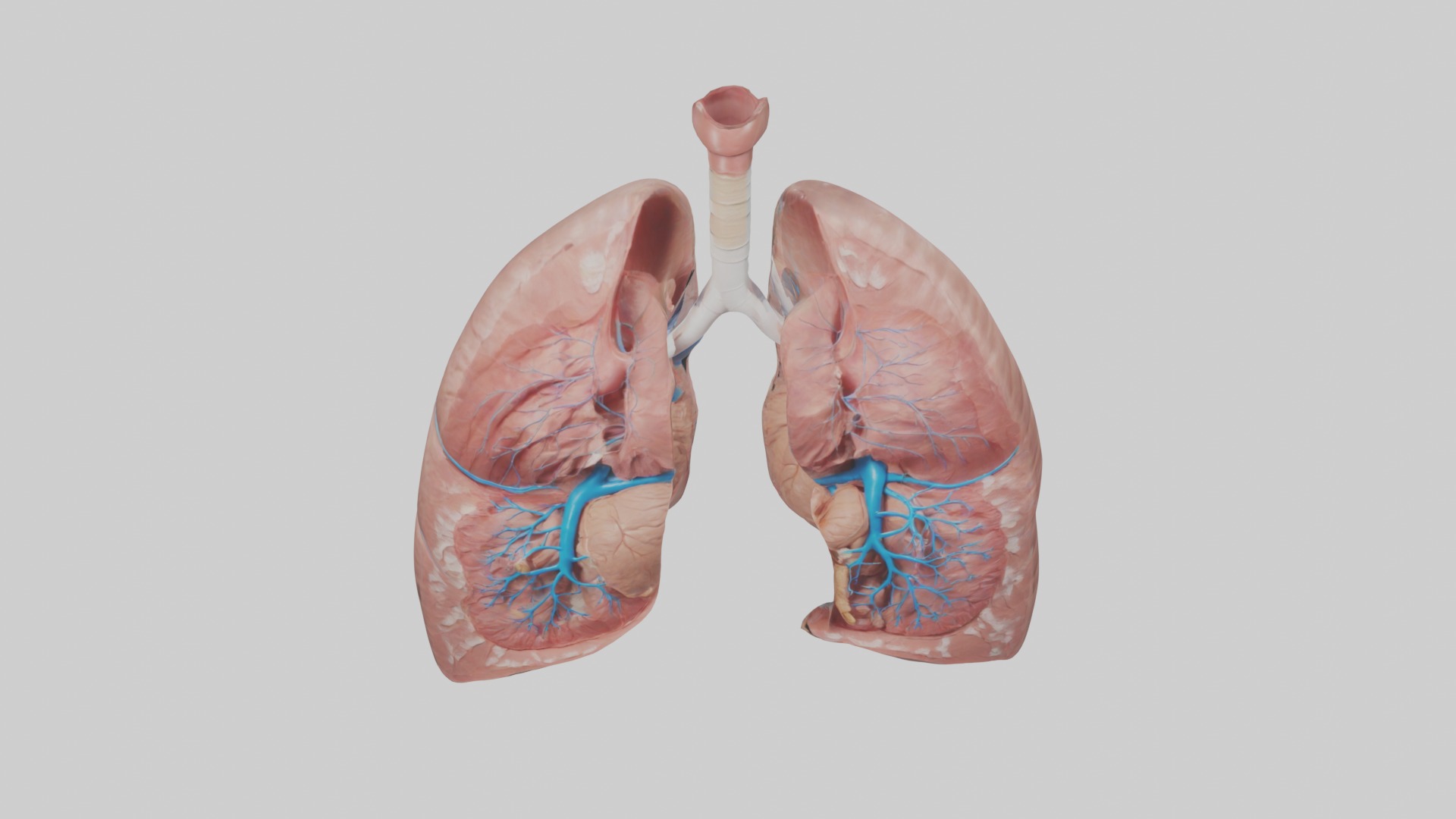 lung organ model Low-poly 3D model_10