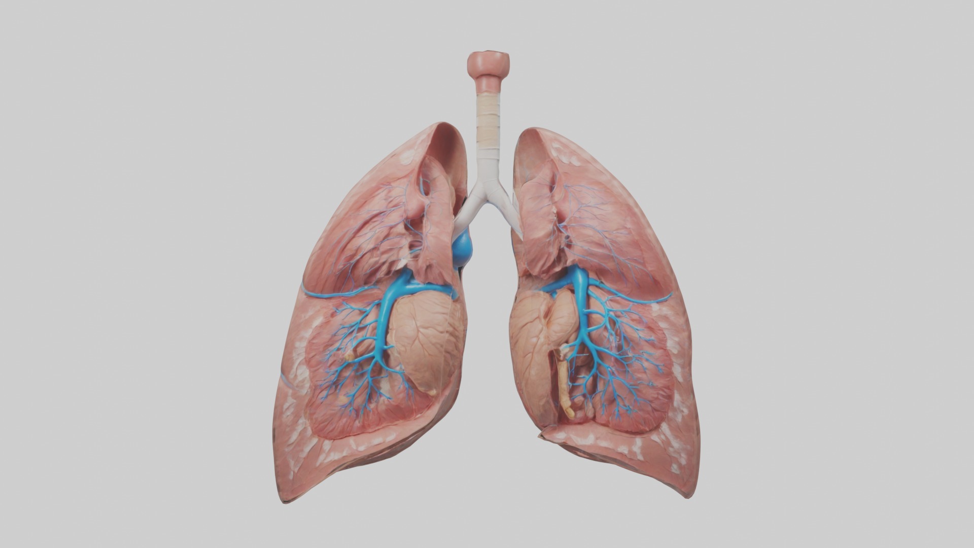 lung organ model Low-poly 3D model_3