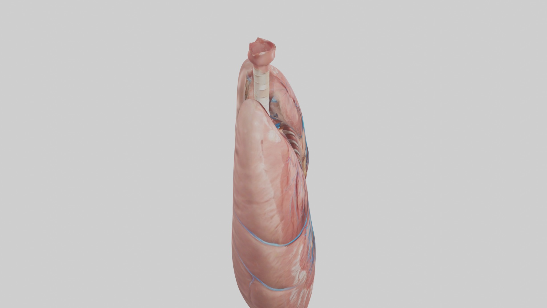 lung organ model Low-poly 3D model_12