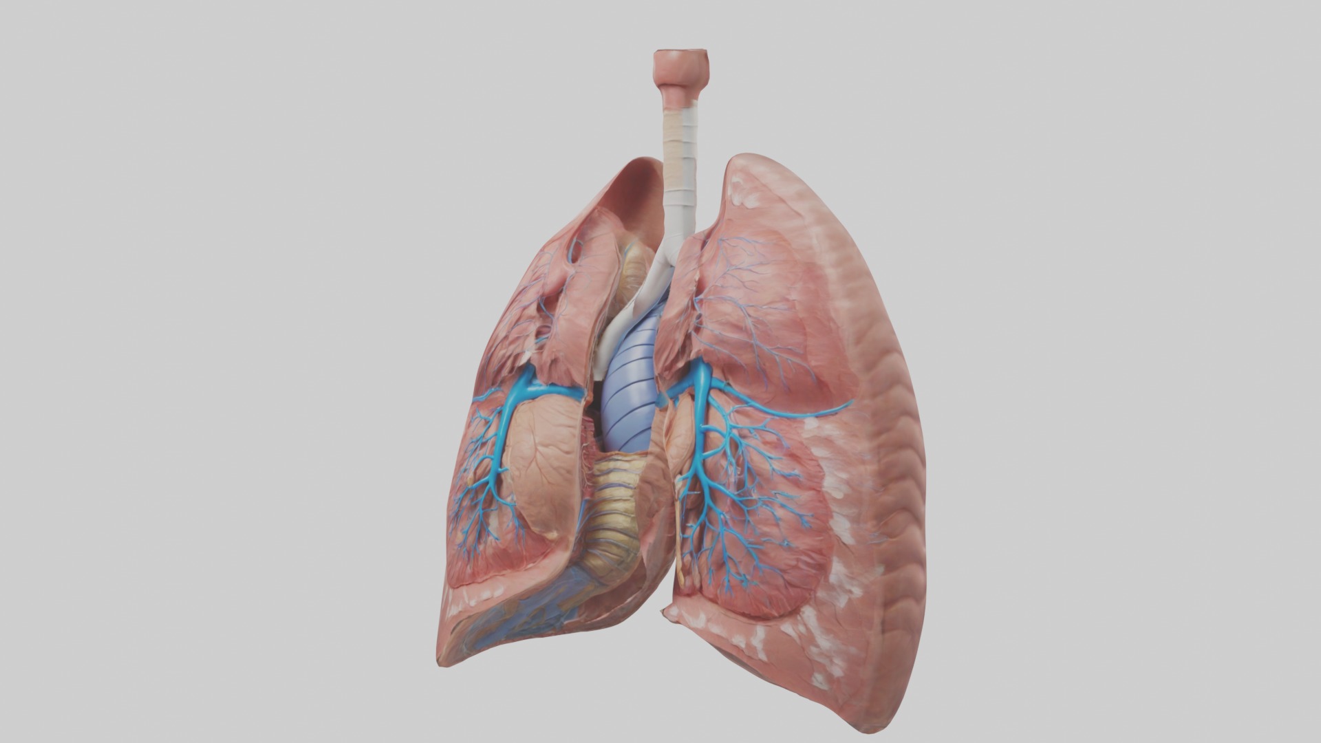 lung organ model Low-poly 3D model_4