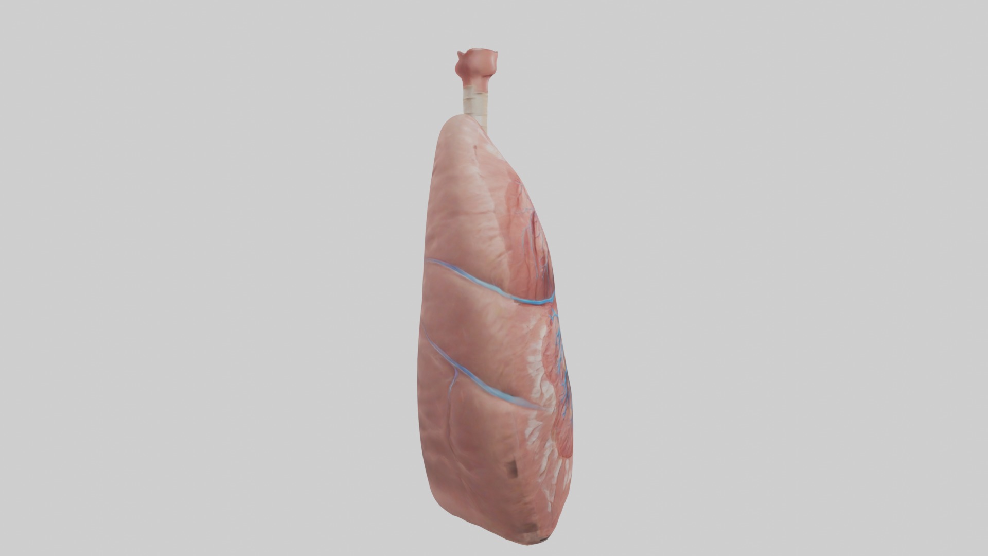 lung organ model Low-poly 3D model_7