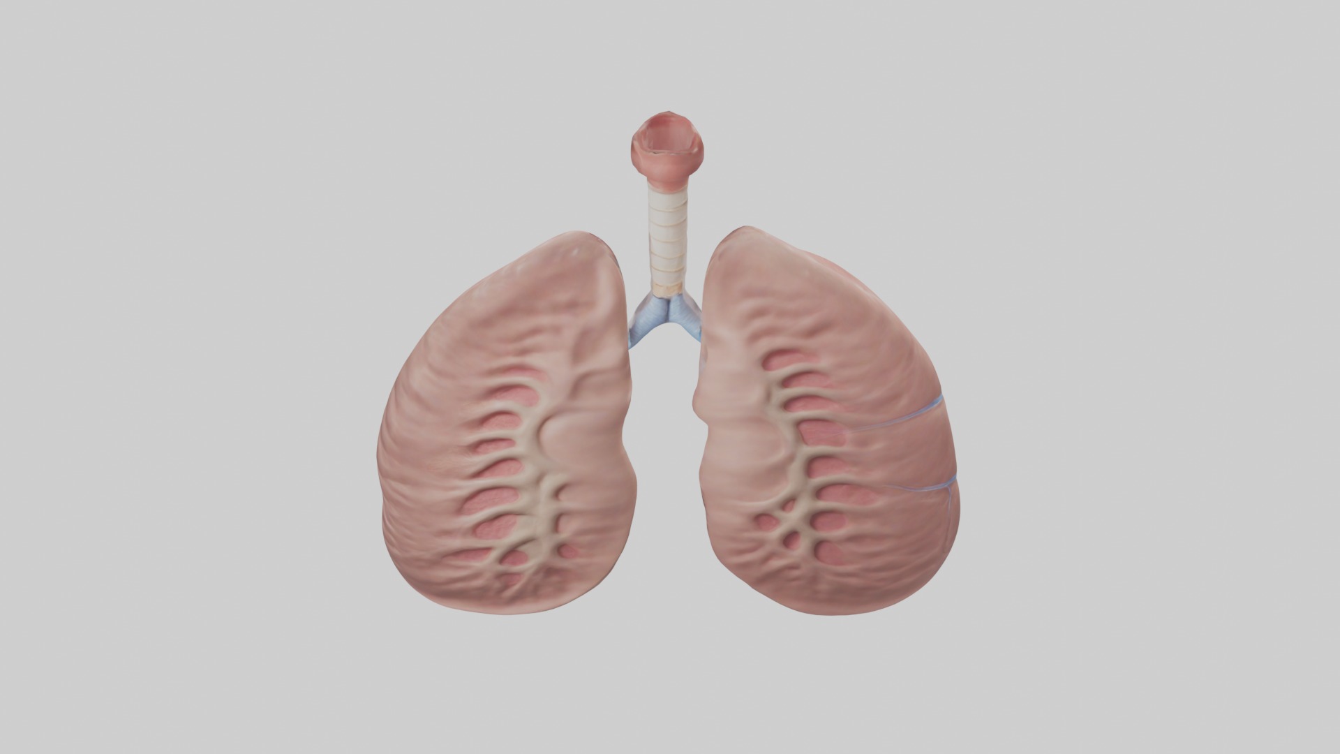 lung organ model Low-poly 3D model_9