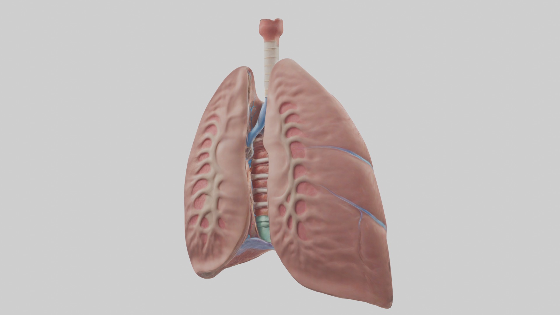 lung organ model Low-poly 3D model_2