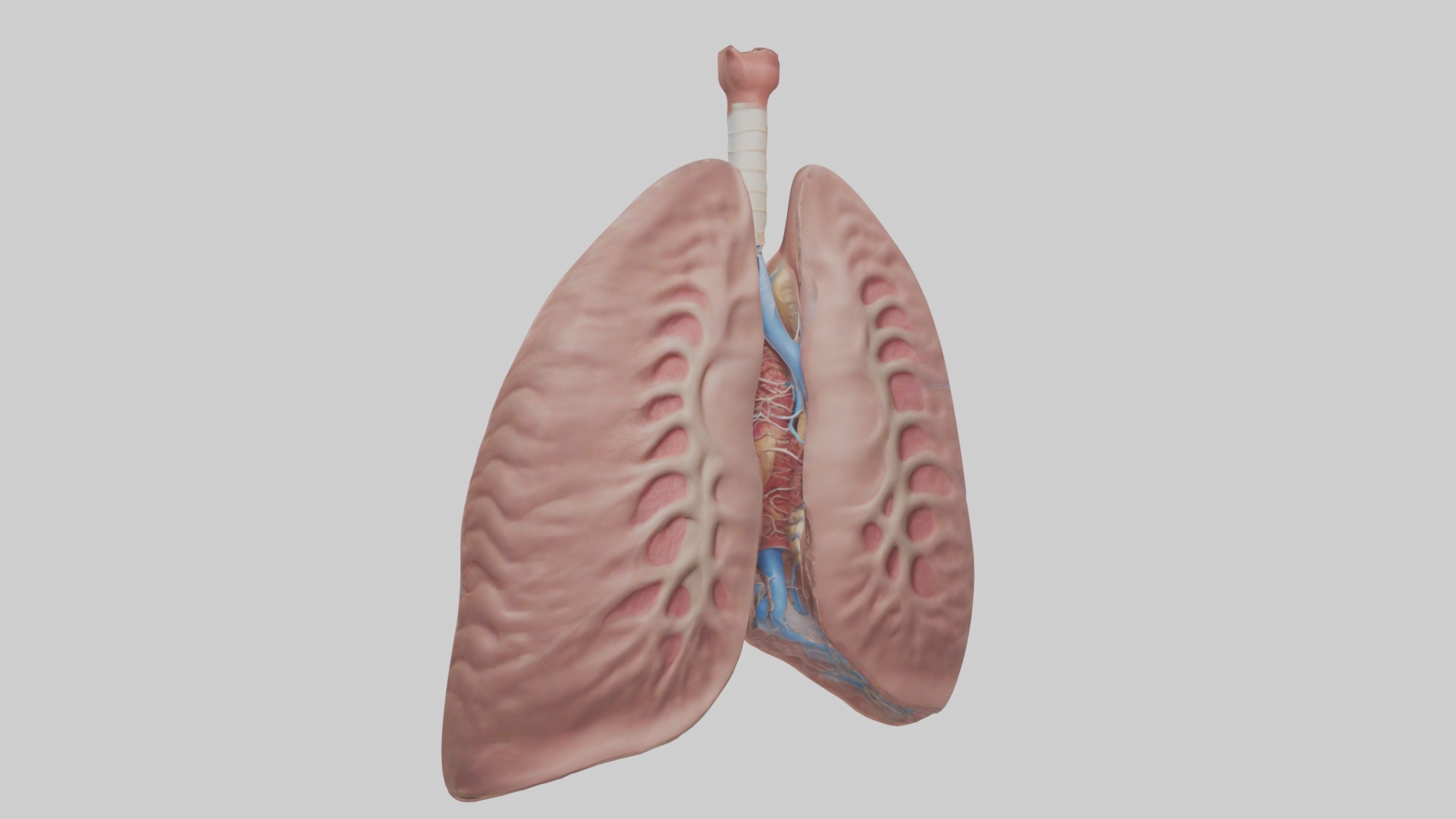 lung organ model Low-poly 3D model_1