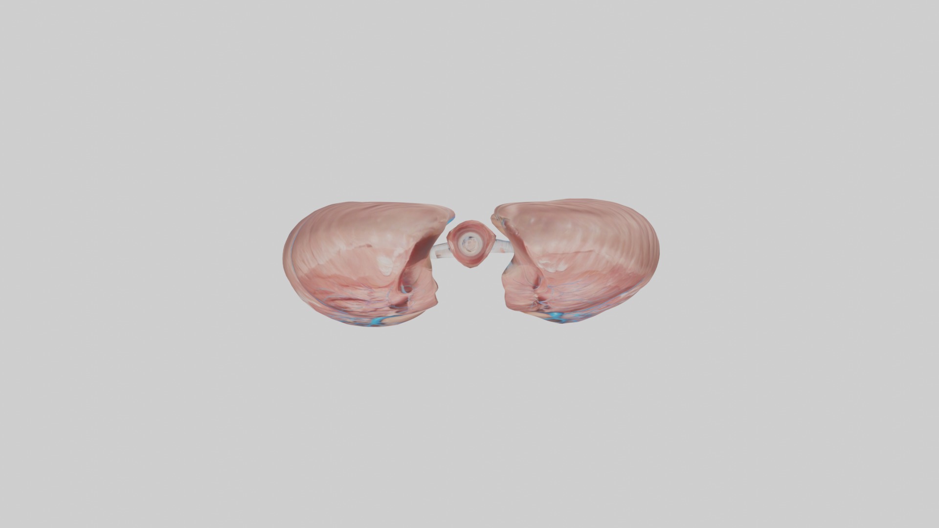 lung organ model Low-poly 3D model_8