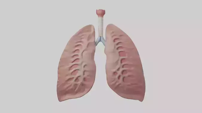 lung organ model