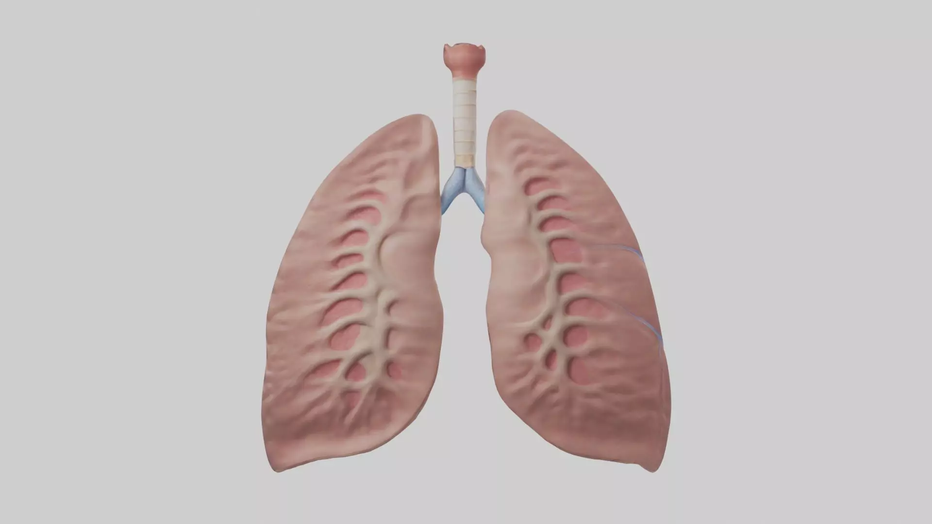 lung organ model Low-poly 3D model_0