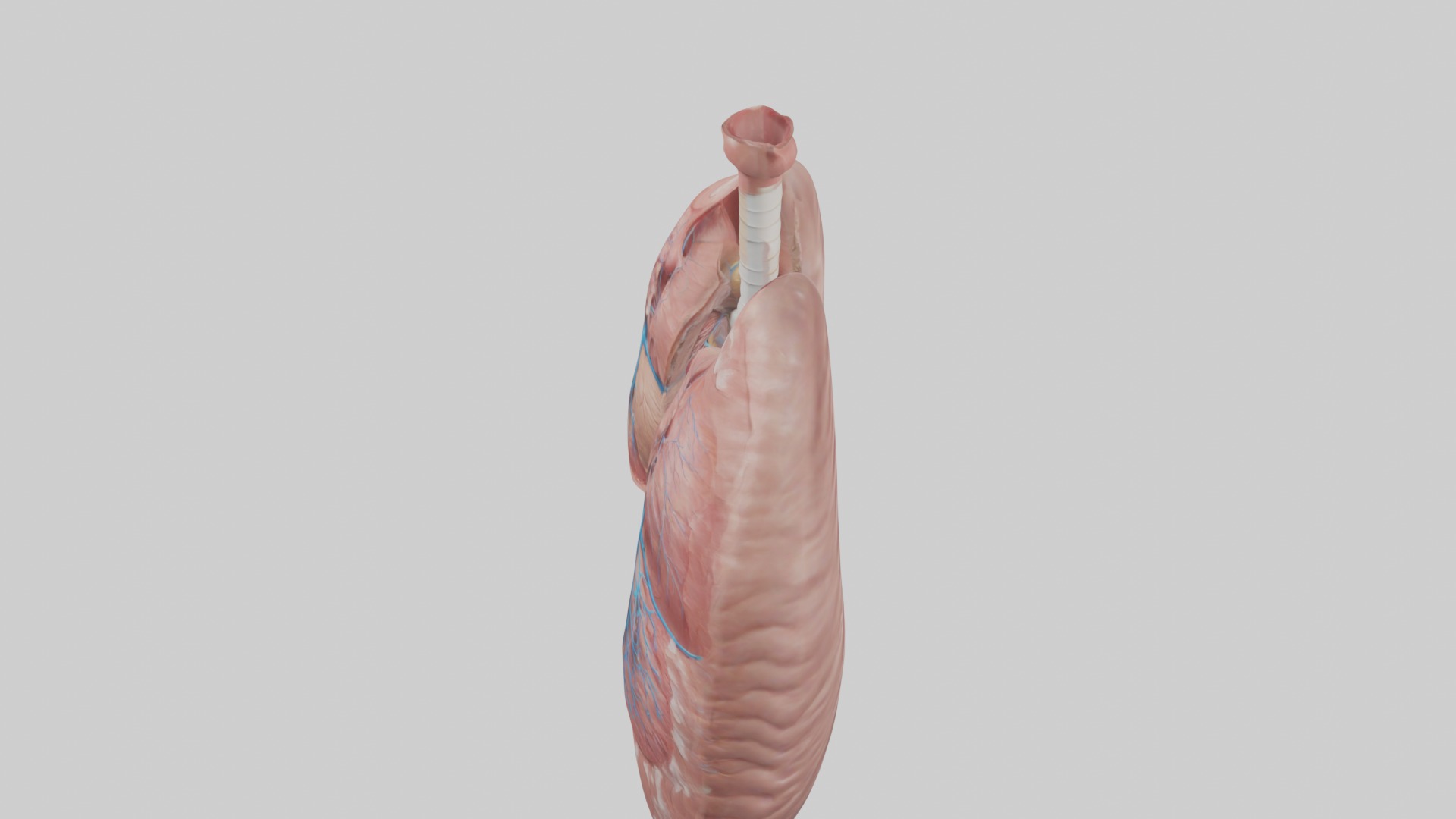 lung organ model Low-poly 3D model_11